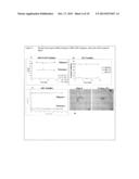 STABILIZED AMYLOID-BETA OLIGOMERS AND USES THEREOF diagram and image