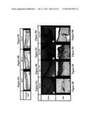 Artificial Tissue Systems and Uses Thereof diagram and image