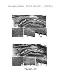 Artificial Tissue Systems and Uses Thereof diagram and image