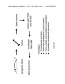 Artificial Tissue Systems and Uses Thereof diagram and image