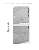 Stabilized Angiopoietin-2 Antibodies And Uses Thereof diagram and image