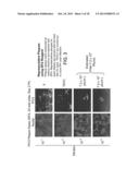 Methods, Compounds and Compositions for Treatment of Influenza and     Parainfluenza Patients diagram and image