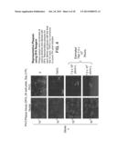 Methods, Compounds and Compositions for Treatment of Influenza and     Parainfluenza Patients diagram and image