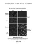 Methods, Compounds and Compositions for Treatment of Influenza and     Parainfluenza Patients diagram and image