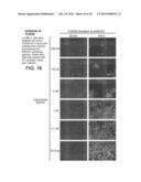 Methods, Compounds and Compositions for Treatment of Influenza and     Parainfluenza Patients diagram and image