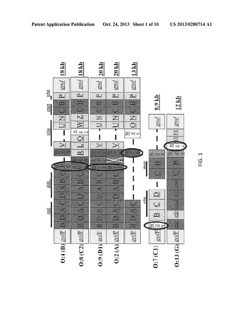 RAPID SALMONELLA SEROTYPING ASSAY - diagram, schematic, and image 02