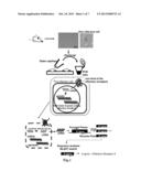 METHOD FOR IDENTIFYING OLFACTORY RECEPTOR INCLUDED IN ONE OLFACTORY CELL diagram and image