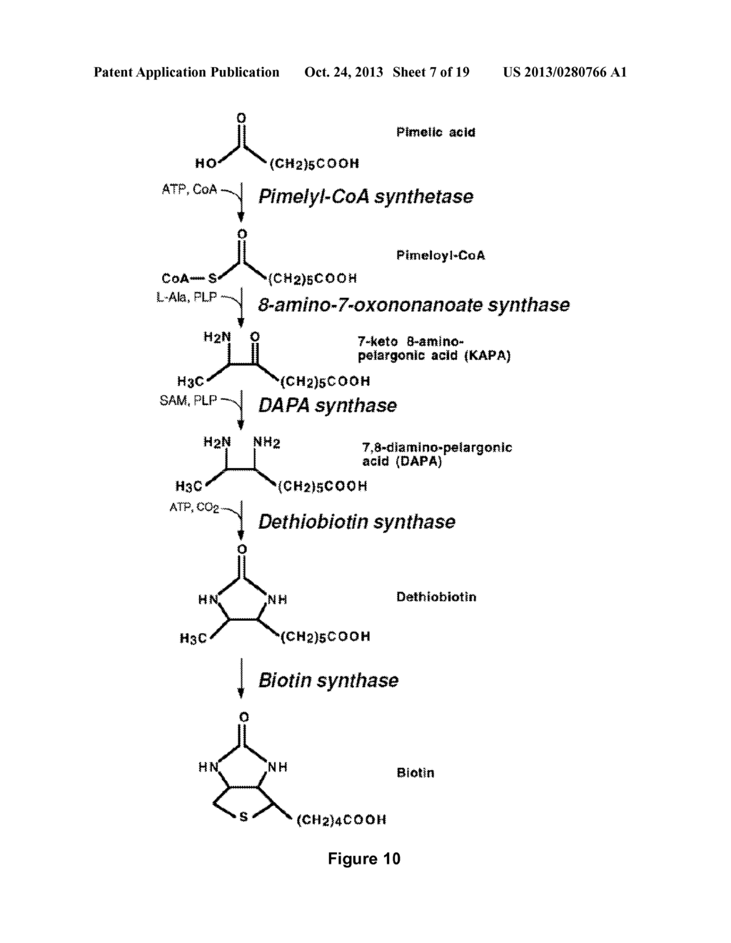 HYBRID POLYKETIDE SYNTHASES - diagram, schematic, and image 08