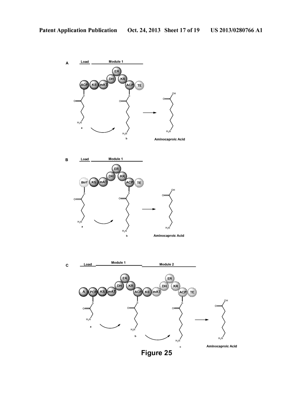 HYBRID POLYKETIDE SYNTHASES - diagram, schematic, and image 18