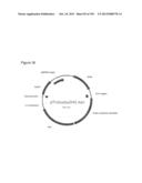 REDUCTION OF CARBON DIOXIDE EMISSION DURING ISOPRENE PRODUCTION BY     FERMENTATION diagram and image