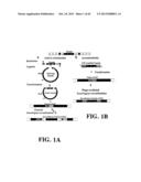 PLASMIDS AND PHAGES FOR HOMOLOGOUS RECOMBINATION AND METHODS OF USE diagram and image