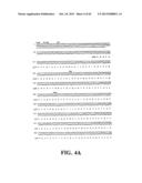 PLASMIDS AND PHAGES FOR HOMOLOGOUS RECOMBINATION AND METHODS OF USE diagram and image