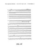 PLASMIDS AND PHAGES FOR HOMOLOGOUS RECOMBINATION AND METHODS OF USE diagram and image