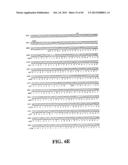 PLASMIDS AND PHAGES FOR HOMOLOGOUS RECOMBINATION AND METHODS OF USE diagram and image