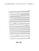 PLASMIDS AND PHAGES FOR HOMOLOGOUS RECOMBINATION AND METHODS OF USE diagram and image