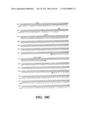 PLASMIDS AND PHAGES FOR HOMOLOGOUS RECOMBINATION AND METHODS OF USE diagram and image