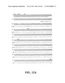 PLASMIDS AND PHAGES FOR HOMOLOGOUS RECOMBINATION AND METHODS OF USE diagram and image