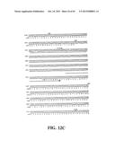 PLASMIDS AND PHAGES FOR HOMOLOGOUS RECOMBINATION AND METHODS OF USE diagram and image