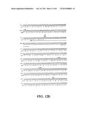 PLASMIDS AND PHAGES FOR HOMOLOGOUS RECOMBINATION AND METHODS OF USE diagram and image