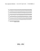 PLASMIDS AND PHAGES FOR HOMOLOGOUS RECOMBINATION AND METHODS OF USE diagram and image