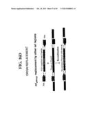 PLASMIDS AND PHAGES FOR HOMOLOGOUS RECOMBINATION AND METHODS OF USE diagram and image