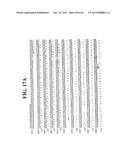 PLASMIDS AND PHAGES FOR HOMOLOGOUS RECOMBINATION AND METHODS OF USE diagram and image