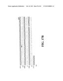 PLASMIDS AND PHAGES FOR HOMOLOGOUS RECOMBINATION AND METHODS OF USE diagram and image