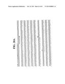 PLASMIDS AND PHAGES FOR HOMOLOGOUS RECOMBINATION AND METHODS OF USE diagram and image