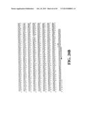 PLASMIDS AND PHAGES FOR HOMOLOGOUS RECOMBINATION AND METHODS OF USE diagram and image