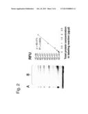 METHOD AND KIT FOR PROTEIN LABELING diagram and image