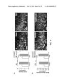 System, Method and Applications Involving Identification of Biological     Circuits Such as Neurological Characteristics diagram and image