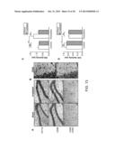 System, Method and Applications Involving Identification of Biological     Circuits Such as Neurological Characteristics diagram and image