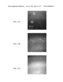 NANOWIRES, METHOD OF FABRICATION THE SAME AND USES THEREOF diagram and image