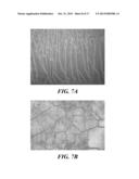 BACTERIAL SPORE BASED ENERGY SYSTEM diagram and image