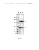 ANTI-GD2 ANTIBODIES AND METHODS AND USES RELATED THERETO diagram and image