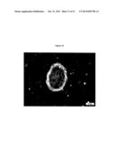 COMPOUNDS FOR THE DIAGNOSIS OF NEURODEGENERATIVE DISORDERS ON THE     OLFACTORY EPITHELIUM diagram and image