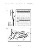 METHODS AND COMPOSITIONS FOR THE DETECTION OF CANCER CELLS diagram and image