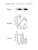 COMPOSITIONS COMPRISING SEMAPHORINS FOR THE TREATMENT OF ANGIOGENESIS     RELATED DISEASES AND METHODS OF SELECTION THEREOF diagram and image