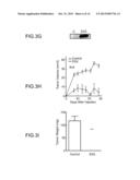 COMPOSITIONS COMPRISING SEMAPHORINS FOR THE TREATMENT OF ANGIOGENESIS     RELATED DISEASES AND METHODS OF SELECTION THEREOF diagram and image