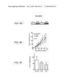 COMPOSITIONS COMPRISING SEMAPHORINS FOR THE TREATMENT OF ANGIOGENESIS     RELATED DISEASES AND METHODS OF SELECTION THEREOF diagram and image