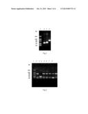 INTERFERON ALPHA MUTANT AND ITS POLYETHYLENE GLYCOL DERIVATIVE diagram and image