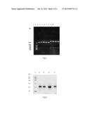 INTERFERON ALPHA MUTANT AND ITS POLYETHYLENE GLYCOL DERIVATIVE diagram and image