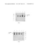 INTERFERON ALPHA MUTANT AND ITS POLYETHYLENE GLYCOL DERIVATIVE diagram and image