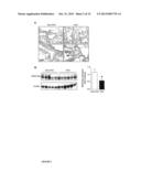 SERCA2 THERAPEUTIC COMPOSITIONS AND METHODS OF USE diagram and image