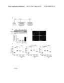 SERCA2 THERAPEUTIC COMPOSITIONS AND METHODS OF USE diagram and image