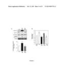 SERCA2 THERAPEUTIC COMPOSITIONS AND METHODS OF USE diagram and image