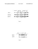 COMPOSITIONS FOR PREPARING A COFFEE BEVERAGE COMPRISING HYDROLYSED     CHLOROGENIC ACID diagram and image