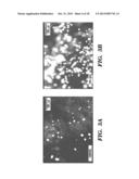 SILK FIBROIN AND POLYETHYLENE GLYCOL-BASED BIOMATERIALS diagram and image