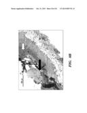 SILK FIBROIN AND POLYETHYLENE GLYCOL-BASED BIOMATERIALS diagram and image