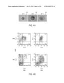 METHOD FOR DEVELOPING NATURAL KILLER CELLS FROM STEM CELLS diagram and image